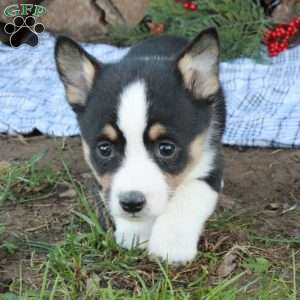 Wanda, Pembroke Welsh Corgi Puppy