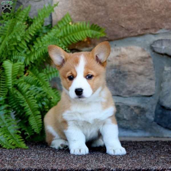 Wanda, Pembroke Welsh Corgi Puppy