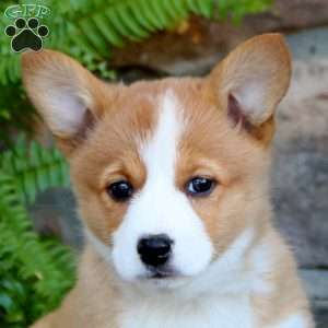 Wanda, Pembroke Welsh Corgi Puppy