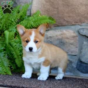 Wanda, Pembroke Welsh Corgi Puppy