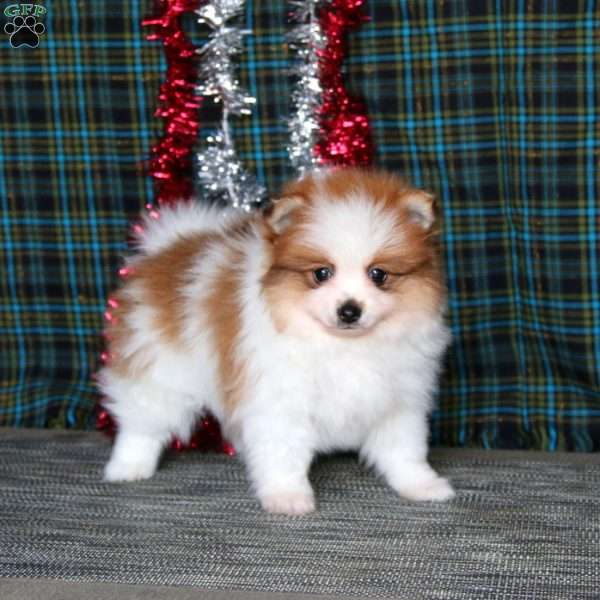 Watson, Pomeranian Puppy