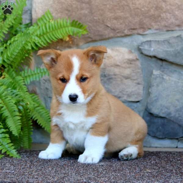 Watson, Pembroke Welsh Corgi Puppy