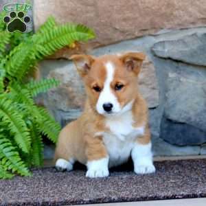 Watson, Pembroke Welsh Corgi Puppy