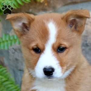 Watson, Pembroke Welsh Corgi Puppy