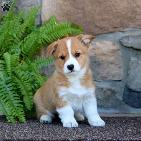 Wendy, Pembroke Welsh Corgi Puppy