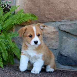 Wendy, Pembroke Welsh Corgi Puppy