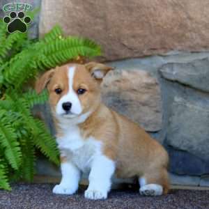 Wendy, Pembroke Welsh Corgi Puppy