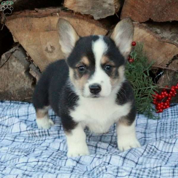 Wesley, Pembroke Welsh Corgi Puppy