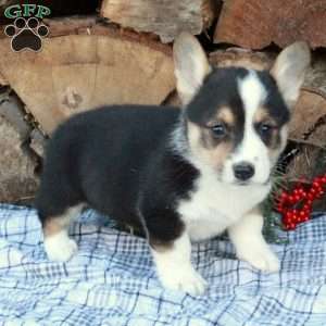 Wesley, Pembroke Welsh Corgi Puppy