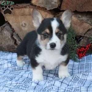 Wesley, Pembroke Welsh Corgi Puppy