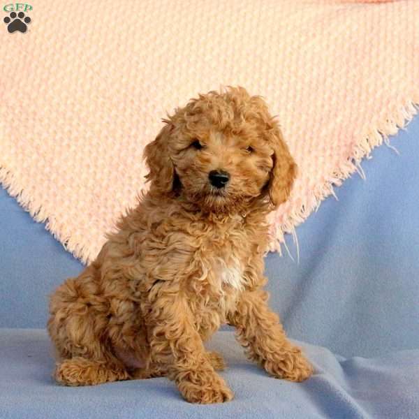 Weston, Miniature Poodle Puppy