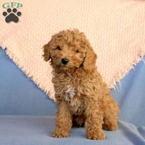 Weston, Miniature Poodle Puppy