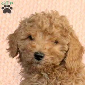 Weston, Miniature Poodle Puppy