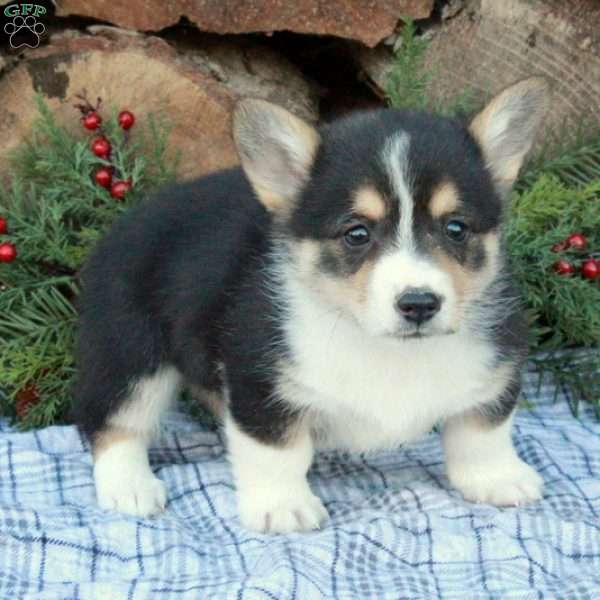 Whitaker, Pembroke Welsh Corgi Puppy