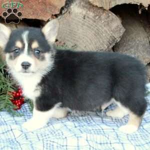 Whitaker, Pembroke Welsh Corgi Puppy