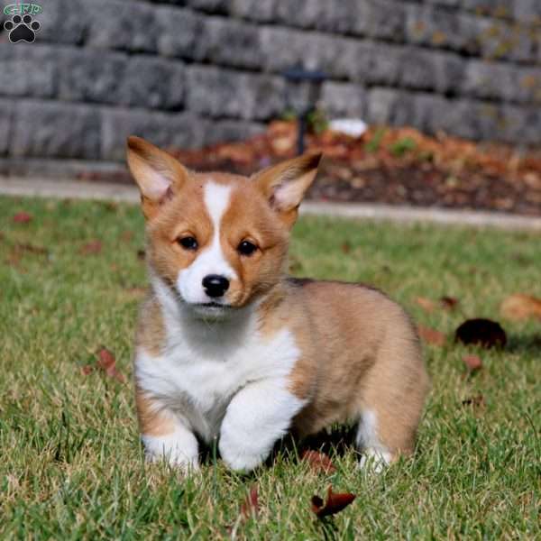 Whitney, Pembroke Welsh Corgi Puppy