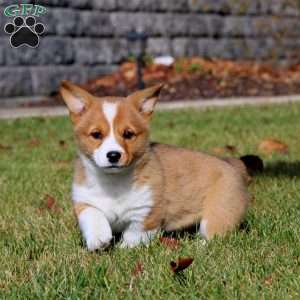 Whitney, Pembroke Welsh Corgi Puppy