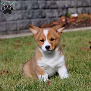 Whitney, Pembroke Welsh Corgi Puppy