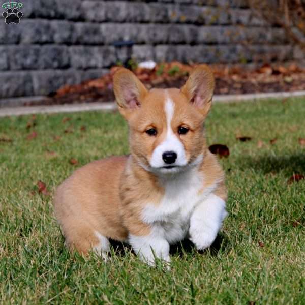 Will, Pembroke Welsh Corgi Puppy