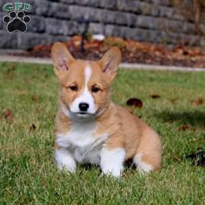 Will, Pembroke Welsh Corgi Puppy