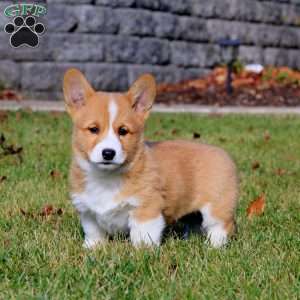 Will, Pembroke Welsh Corgi Puppy