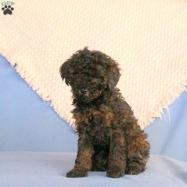 Willie, Miniature Poodle Puppy