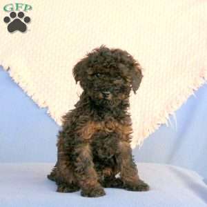 Willie, Miniature Poodle Puppy