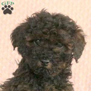 Willie, Miniature Poodle Puppy