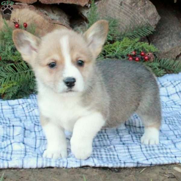 Willis, Pembroke Welsh Corgi Puppy