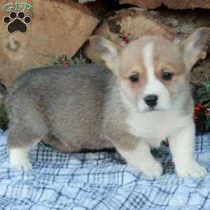 Willis, Pembroke Welsh Corgi Puppy