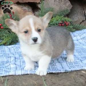 Willis, Pembroke Welsh Corgi Puppy