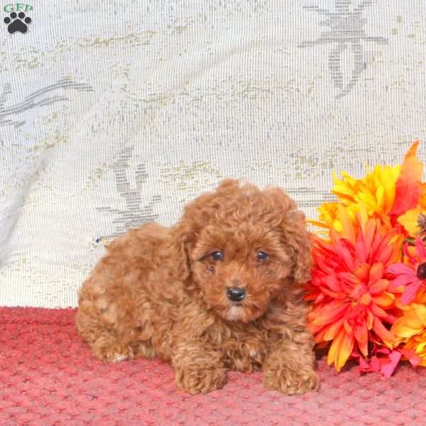 Willow, Cavapoo Puppy