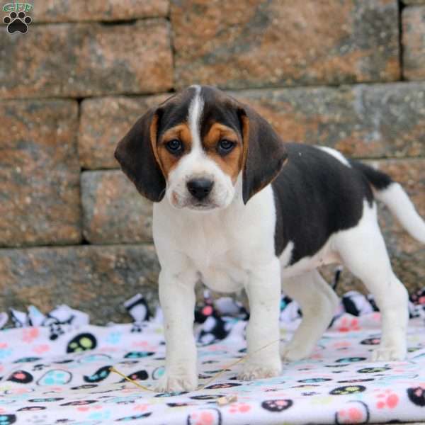 Willow, Beagle Puppy