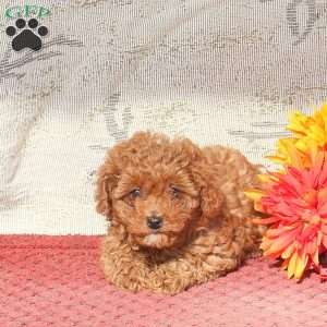 Willow, Cavapoo Puppy