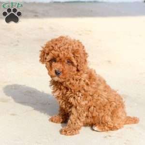 Willow, Cavapoo Puppy