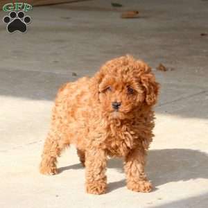 Willow, Cavapoo Puppy