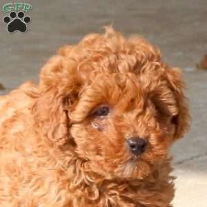 Willow, Cavapoo Puppy