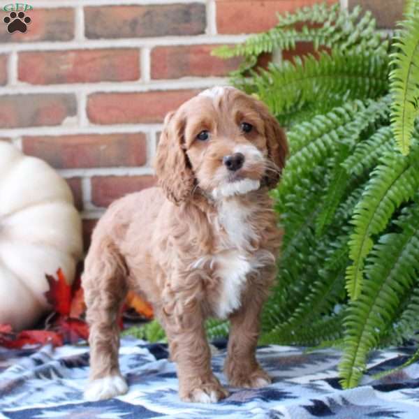 Willow, Cockapoo Puppy