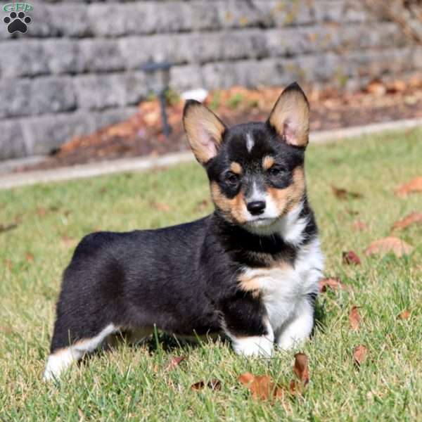 Willow, Pembroke Welsh Corgi Puppy