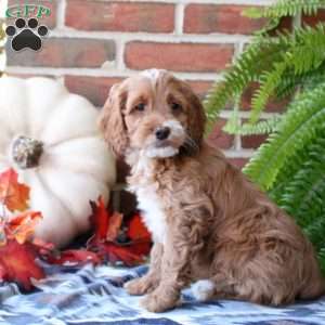 Willow, Cockapoo Puppy