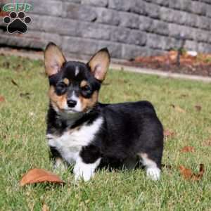 Willow, Pembroke Welsh Corgi Puppy