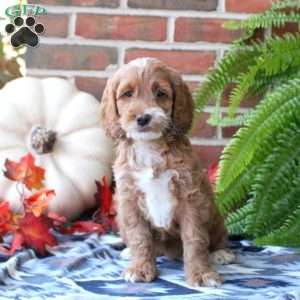 Willow, Cockapoo Puppy