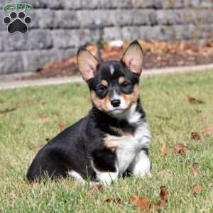 Willow, Pembroke Welsh Corgi Puppy