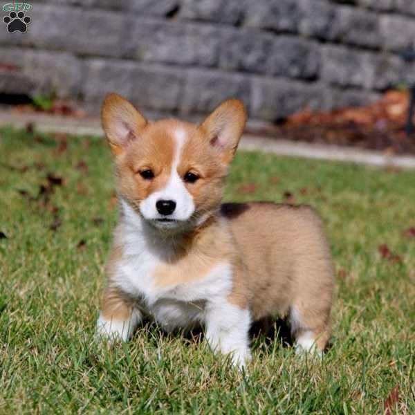 Wilma, Pembroke Welsh Corgi Puppy