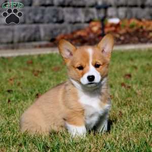 Wilma, Pembroke Welsh Corgi Puppy