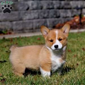 Wilma, Pembroke Welsh Corgi Puppy