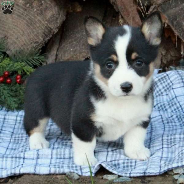 Winnie, Pembroke Welsh Corgi Puppy