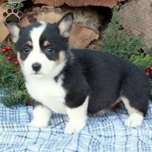 Winnie, Pembroke Welsh Corgi Puppy