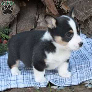 Winnie, Pembroke Welsh Corgi Puppy