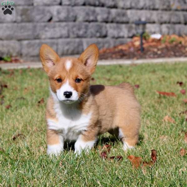 Winnie, Pembroke Welsh Corgi Puppy